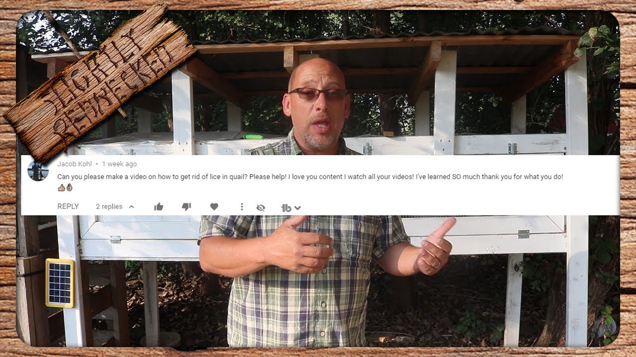 How to Treat Lice or Mites on Quail