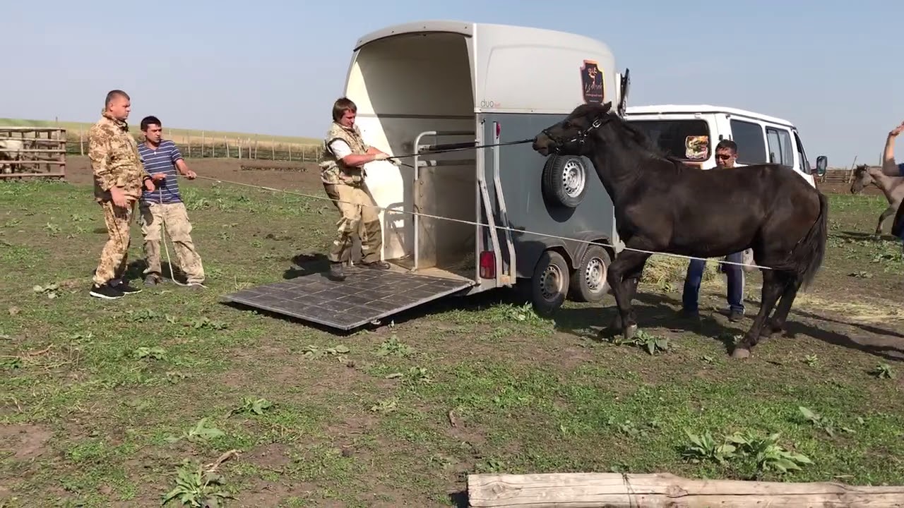 Погрузка Леброна в коневоз