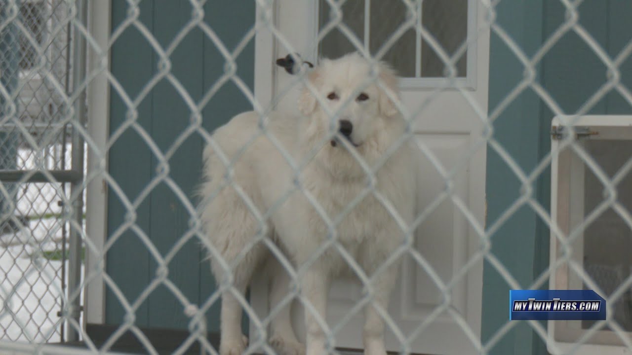 Cold weather tips for different dog breeds