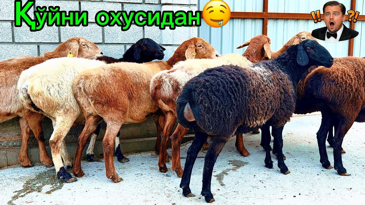 Бундай қўй кўрганмисиз❓насилдор егизчи бўғозлар