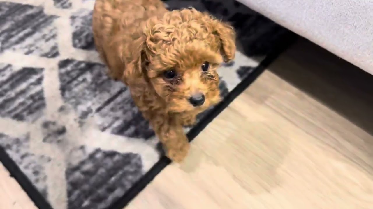 Cachorro Poodle toy rojo de 2 meses.