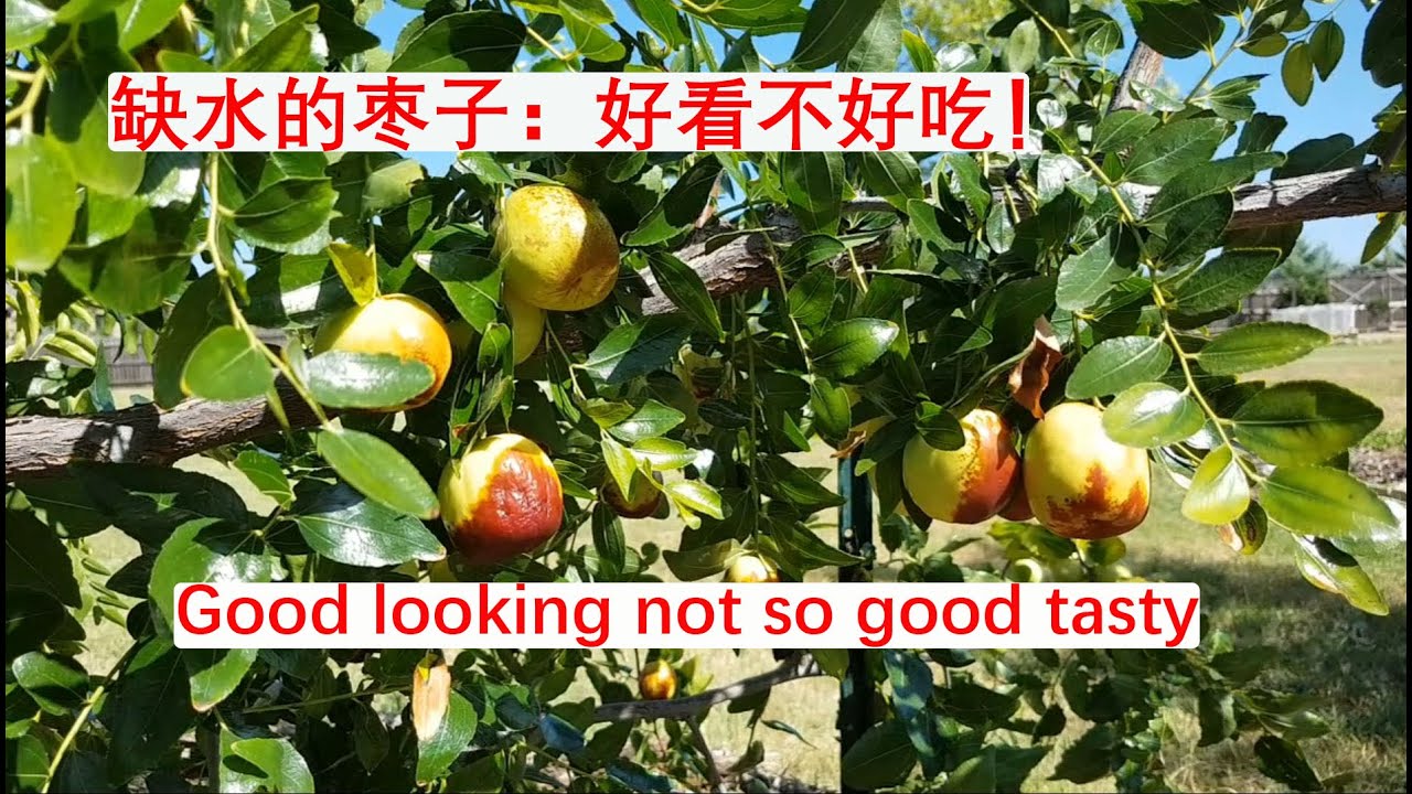 [Eng Sub] 重新认识涝梨旱枣 干旱导致红枣好看不好吃！Drought makes good looking but not so good tasty dates. (20240822)