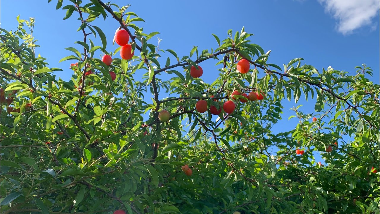 Cleaning and planting wild plum seed