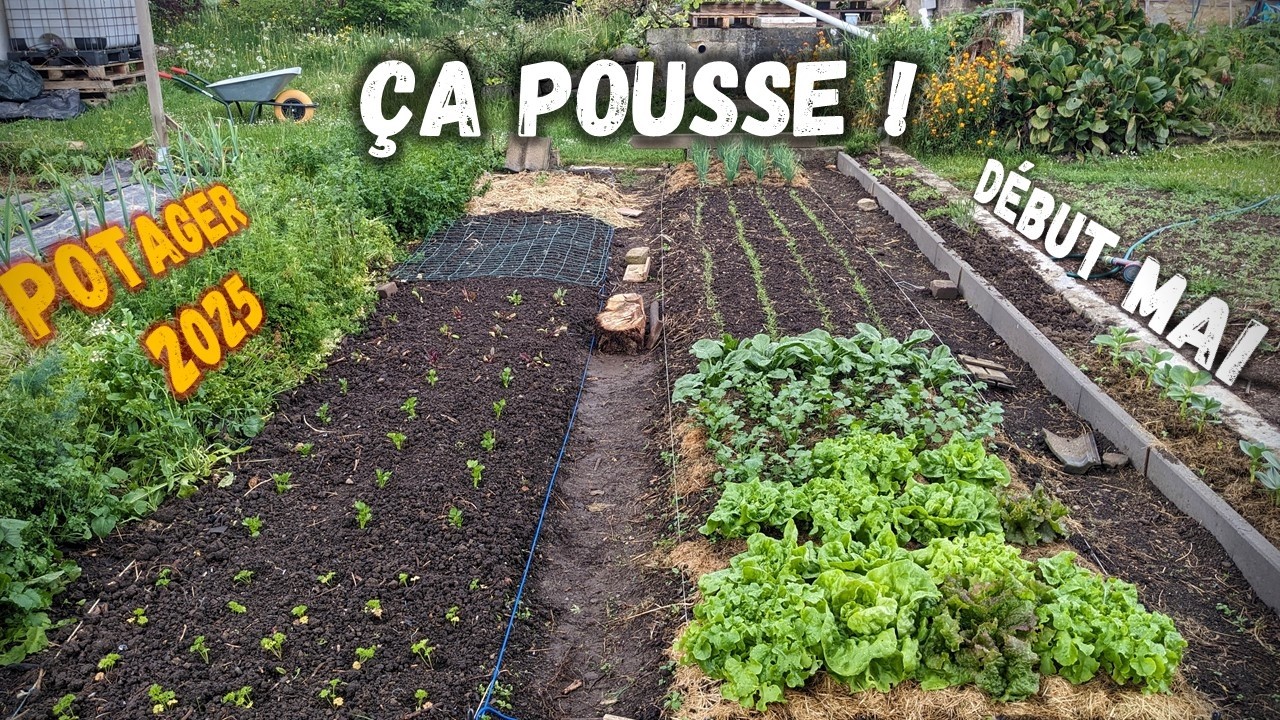 Tour complet de mon potager début mai 🌱 (semis, tests, serre, tomates…)