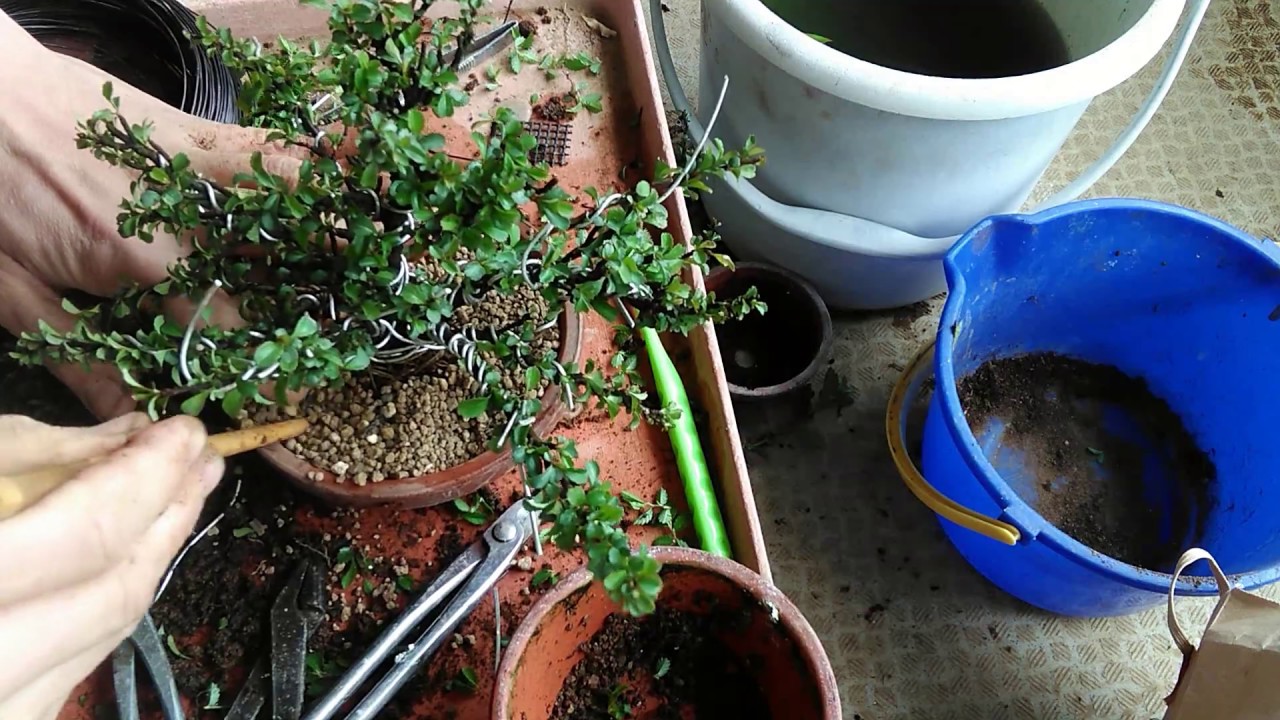 長寿梅4号（植え替え）_Chaenomeles japonica'Chojubai'（No.4）transplant_Apr2019_BONSAI盆栽