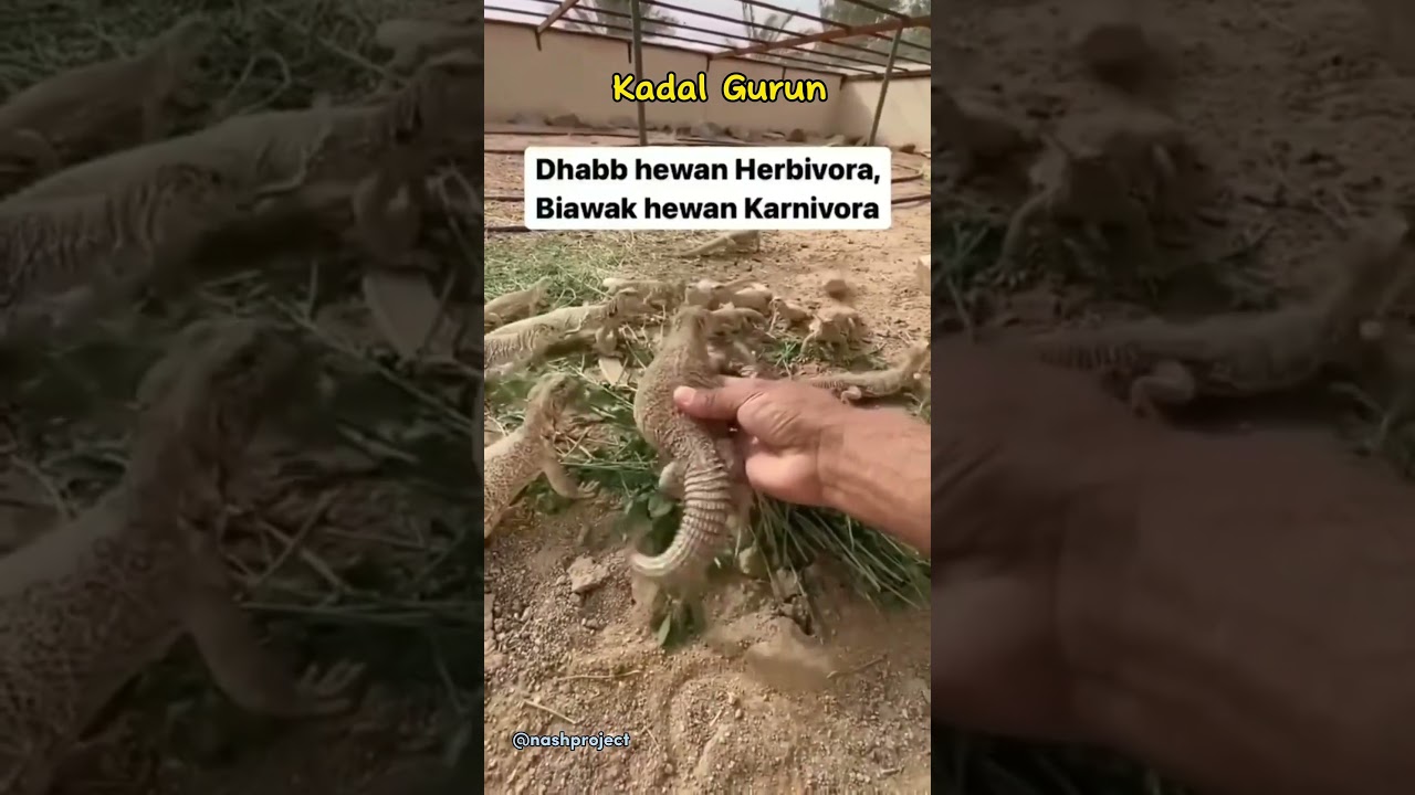 Kadal Gurun Yang Berkhasiat Untuk Kaum Pria