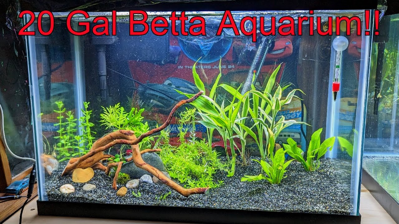My 20 Gallon BETTA AQUARIUM!