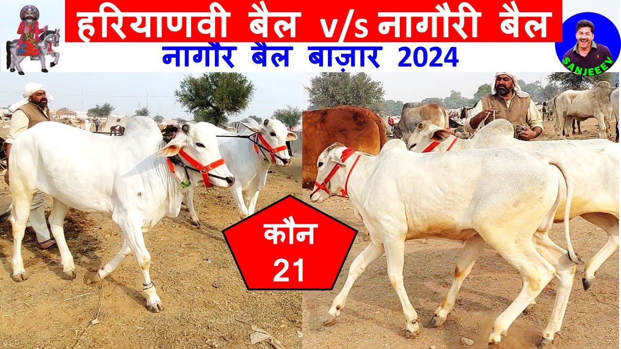 नागौरी बैल vs हरियाणवी बैल 🔥 🐮 Nagaur Pashu Mela Market 2024 Nagori Ox Price For Sale