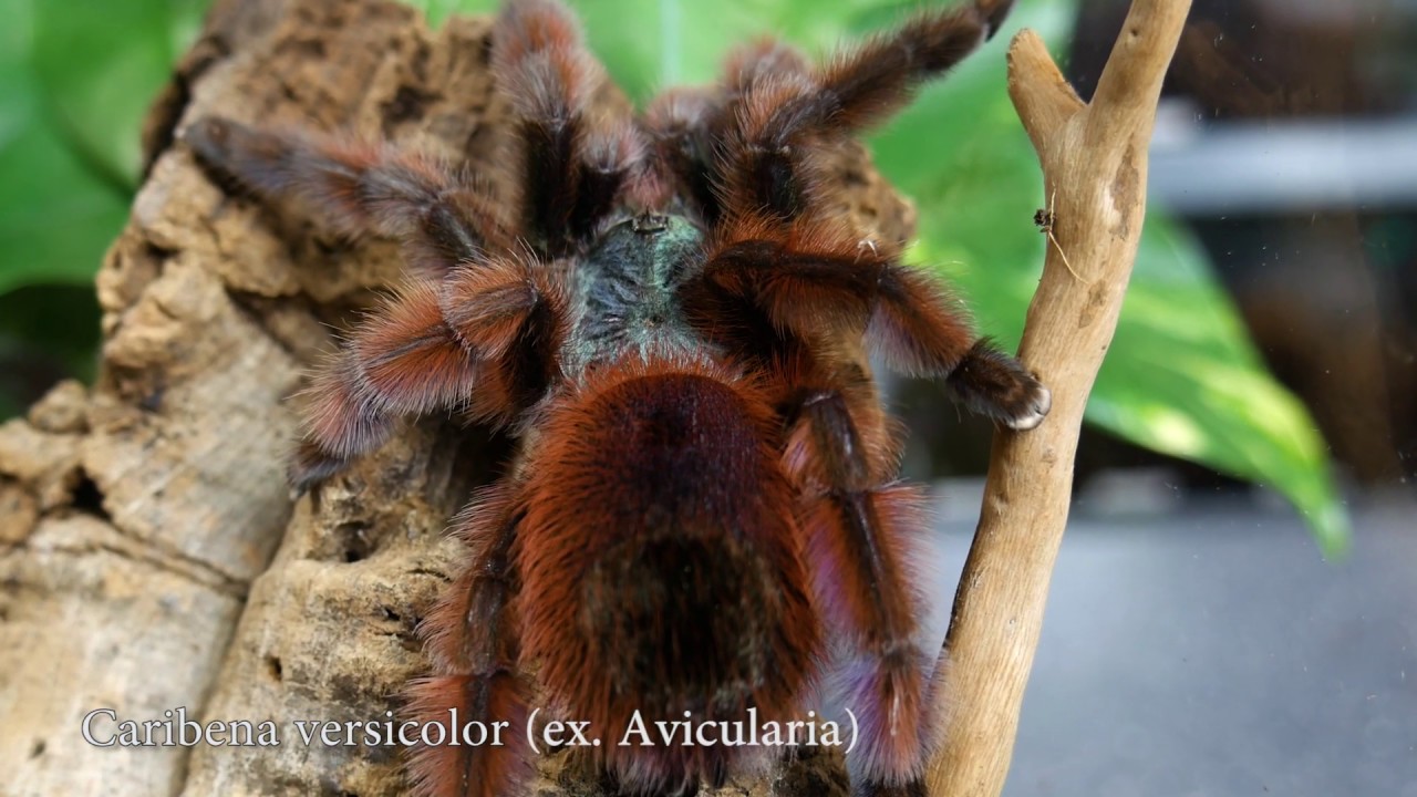 NATURALNE TERRARIUM Avicularia & Caribena - spidersonline.pl