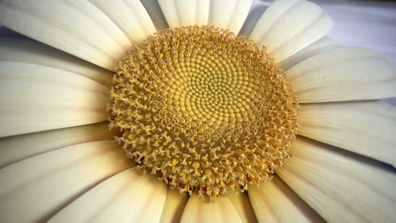 A Geometria, os fractais e os Padr&otilde;es da Natureza