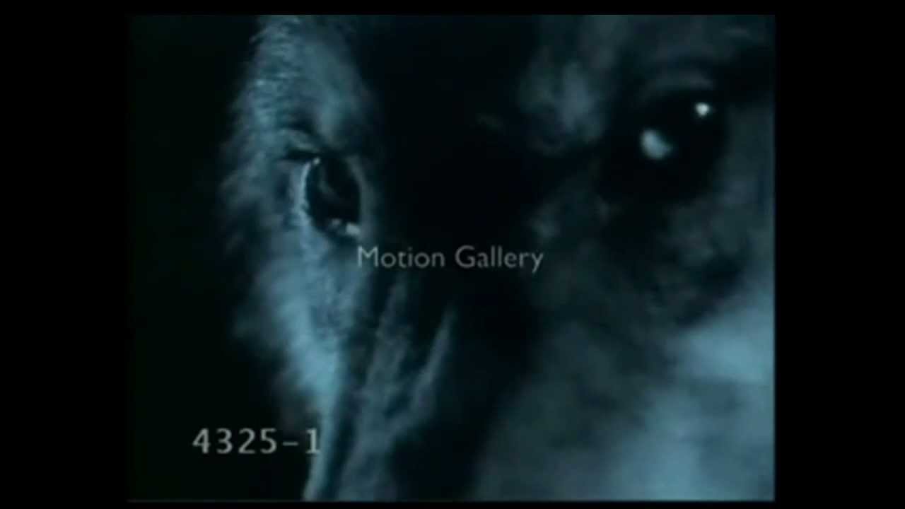 Wolves - On My Way