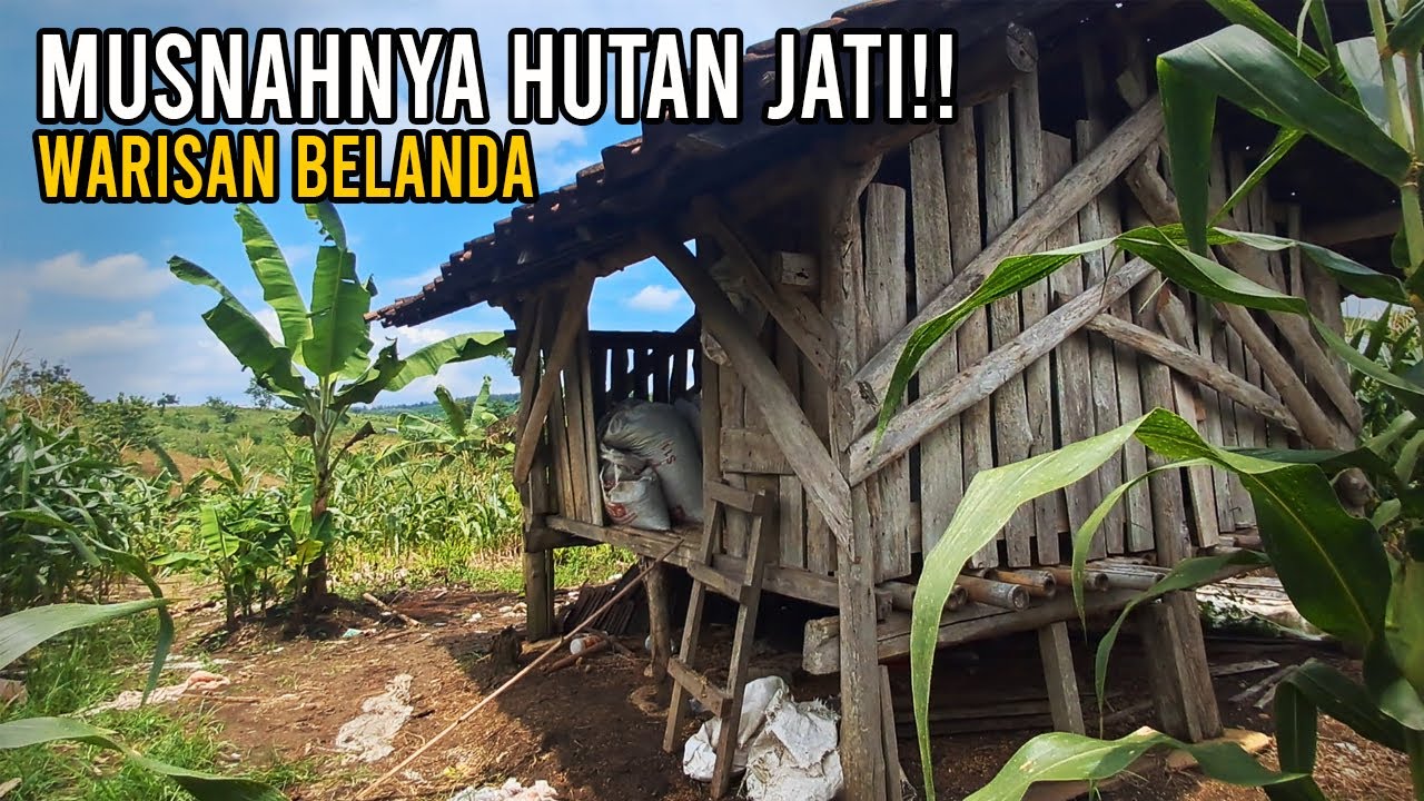 Hutan jati peninggalan belanda yang lenyap ditelan jaman