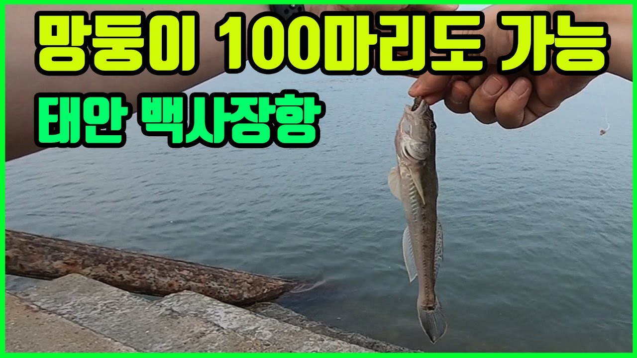 태안 백사장항 던지면 나오는 망둥이 낚시 100마리도 가능한 백사장항
