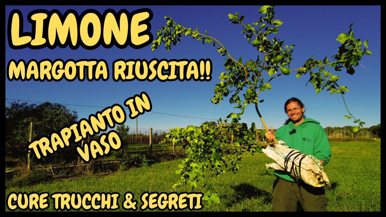 🍋 MARGOTTA DI LIMONE RIUSCITA! Trapiantiamola in VASO! 🍋 | GUIDA Passo-Passo
