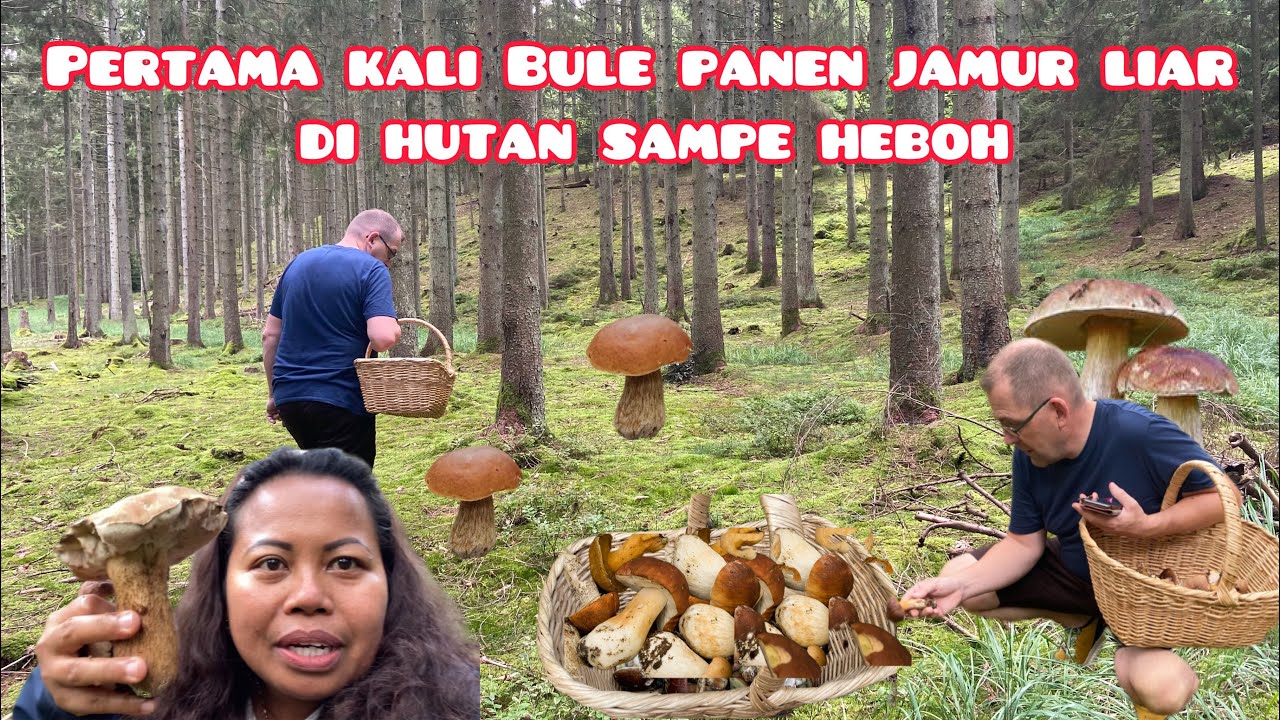 Ngajarin bule mata jelalatan sampe ngak mau pulang keasikakan di hutan panen jamur liar 🍄🍄