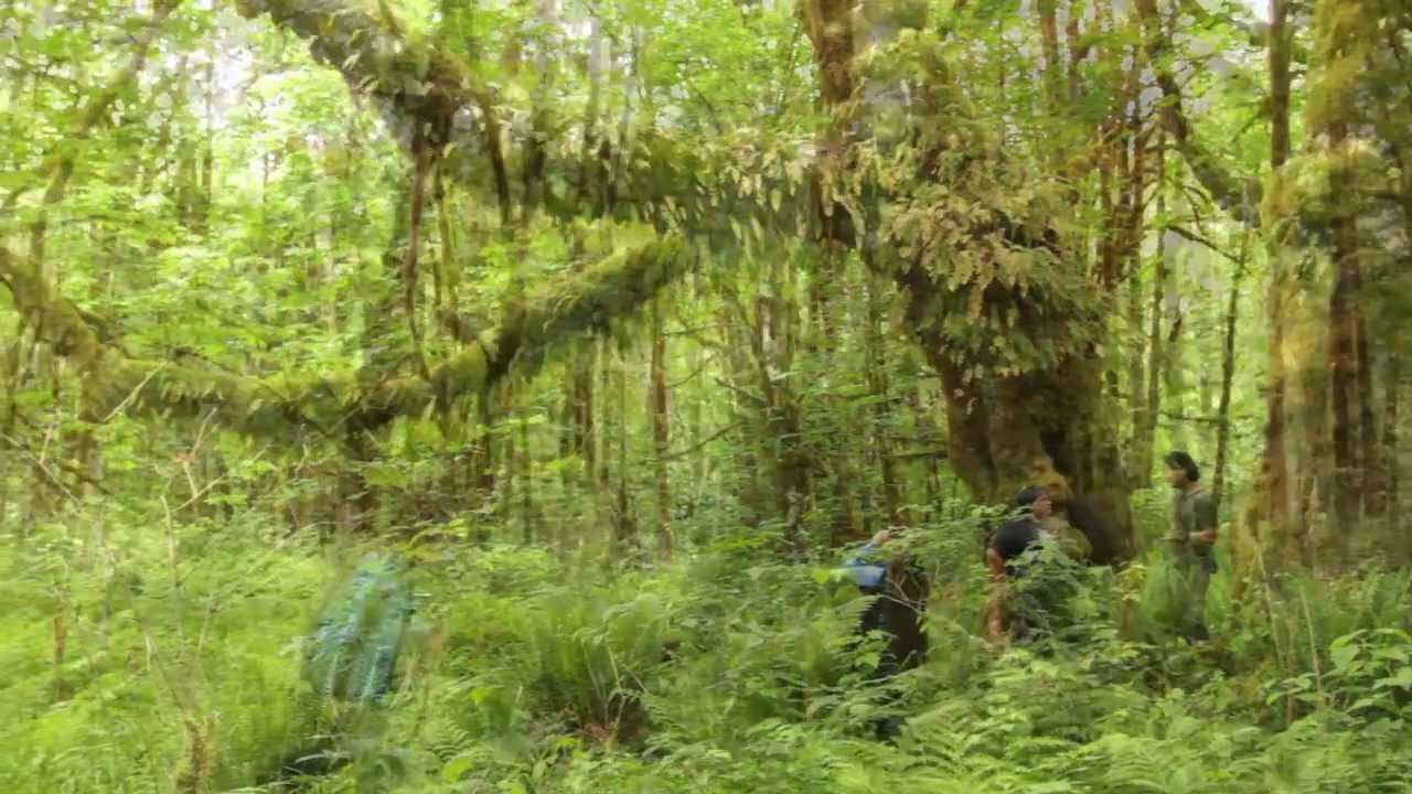 Canada's Mossiest Rainforest aka 