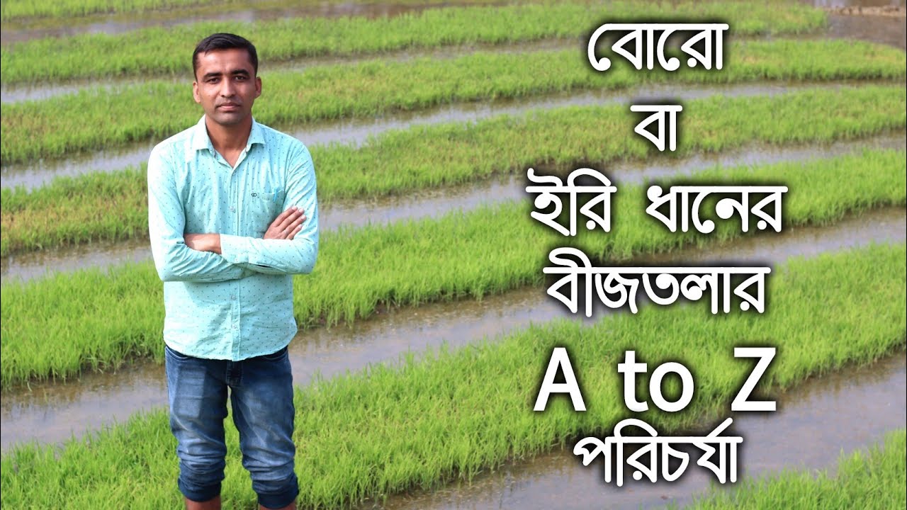 বোরো/ইরি ধানের বীজতলার পরিচর্যা। বীজতলা হলুদ-লাল হয়ে যাওয়া,বৃদ্ধি না হওয়া প্রভৃতি সমস্যার সমাধান