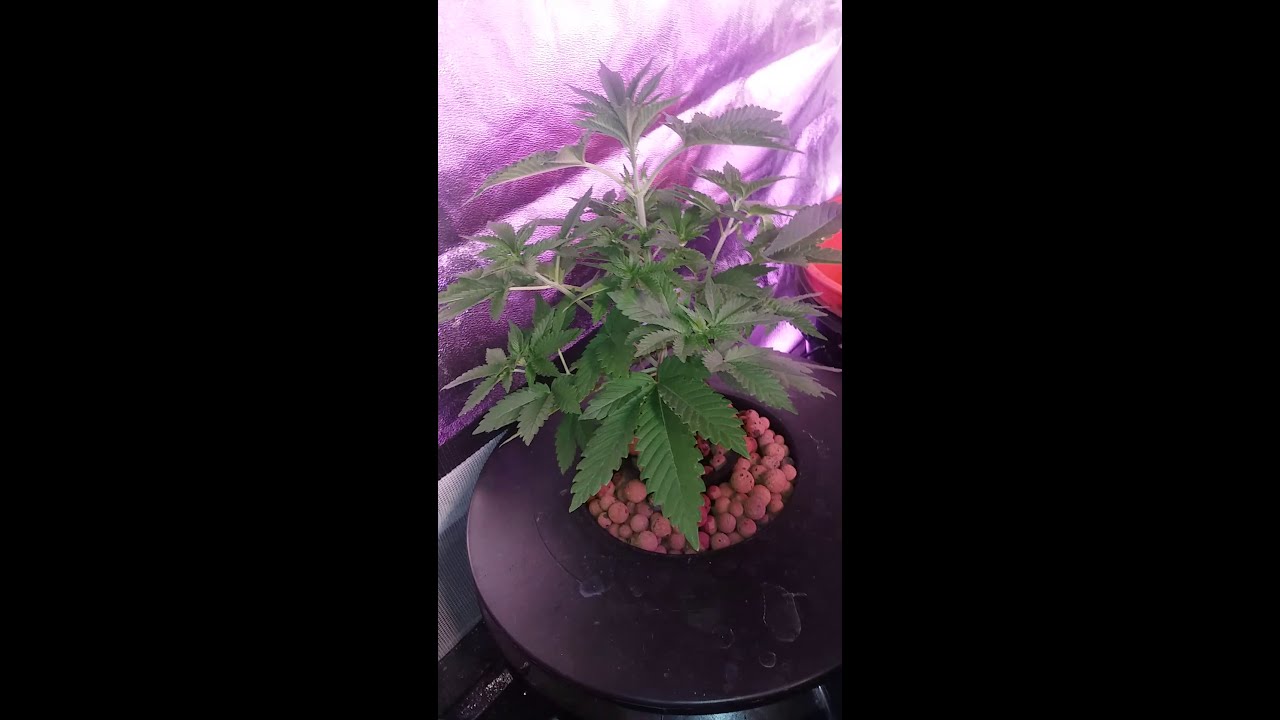 Rossetta Stone/Double Black/Purple Kush/Red Desiel and Auto Purple Gorilla