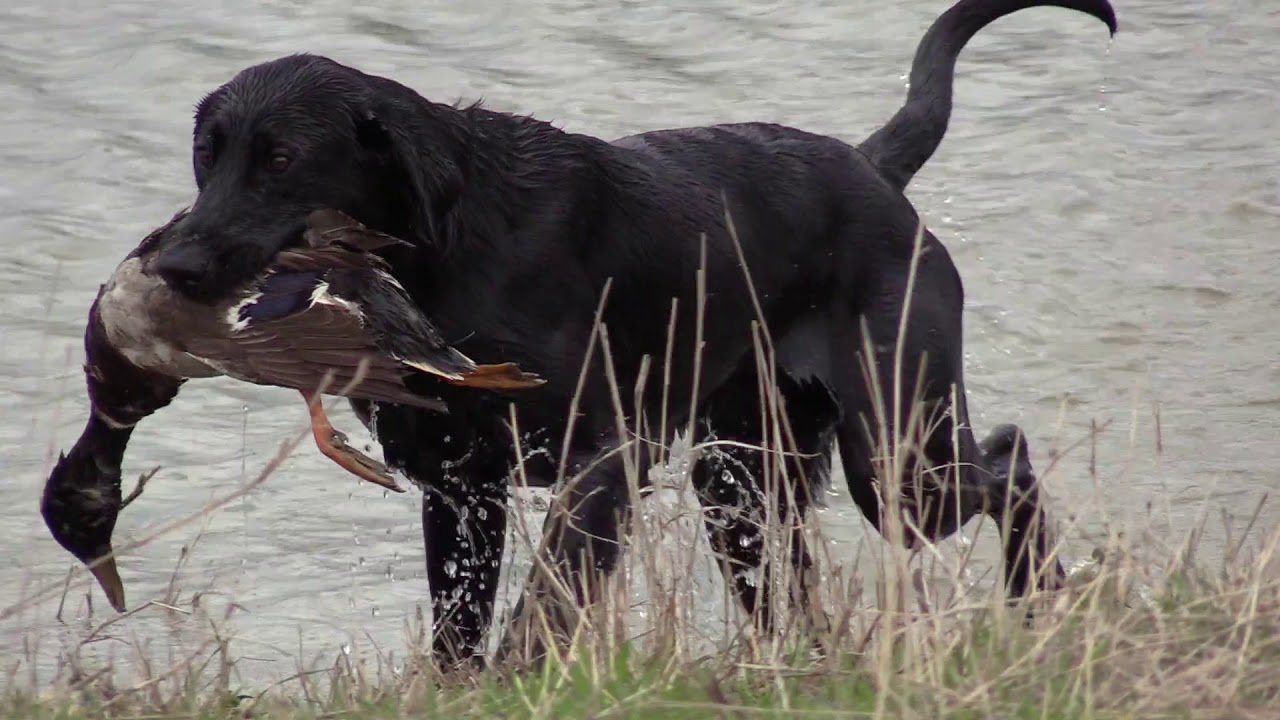 Lone Star Hunting Retriever Club Overview and Spring Hunt Test
