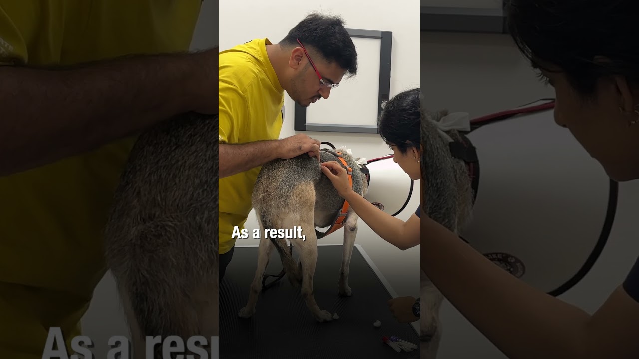 Radiation therapy for extensive nasal tumor - The Cancer Vet
