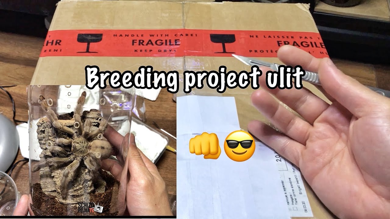 Box bigay ni JD’s Tarantula’s from Germany👊