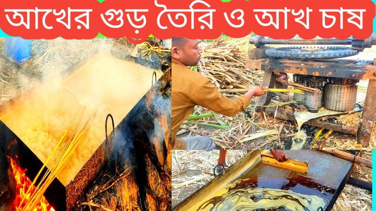 আখের গুড় তৈরি,আখ চাষ,গুরের দাম ও লাভ লস /২ লাখ লাভ করতে কতটুকু জমিতে চাষ করবেন/Sugarcane farming