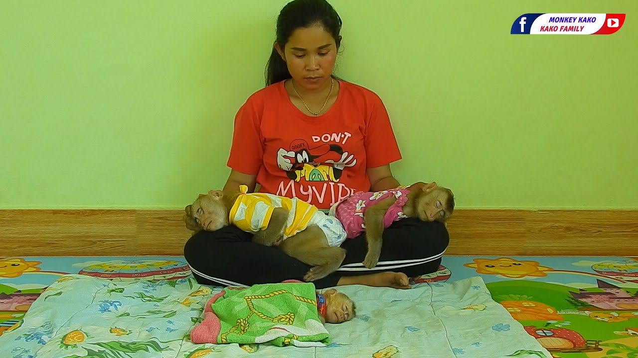 Peaceful Family | Lovely Family Monkey Kako Well Sleeping Routine