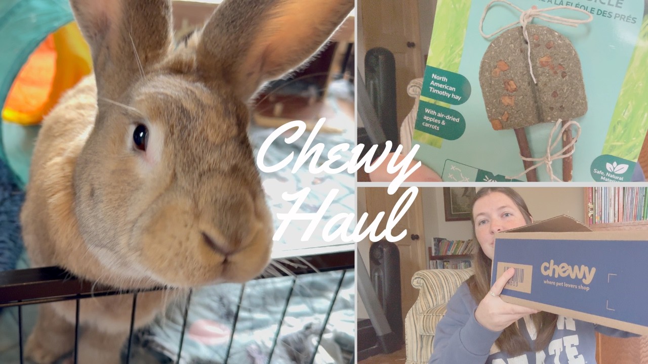 Chewy Haul: Fun Things for the Guinea Pigs, Rabbits, & Dogs