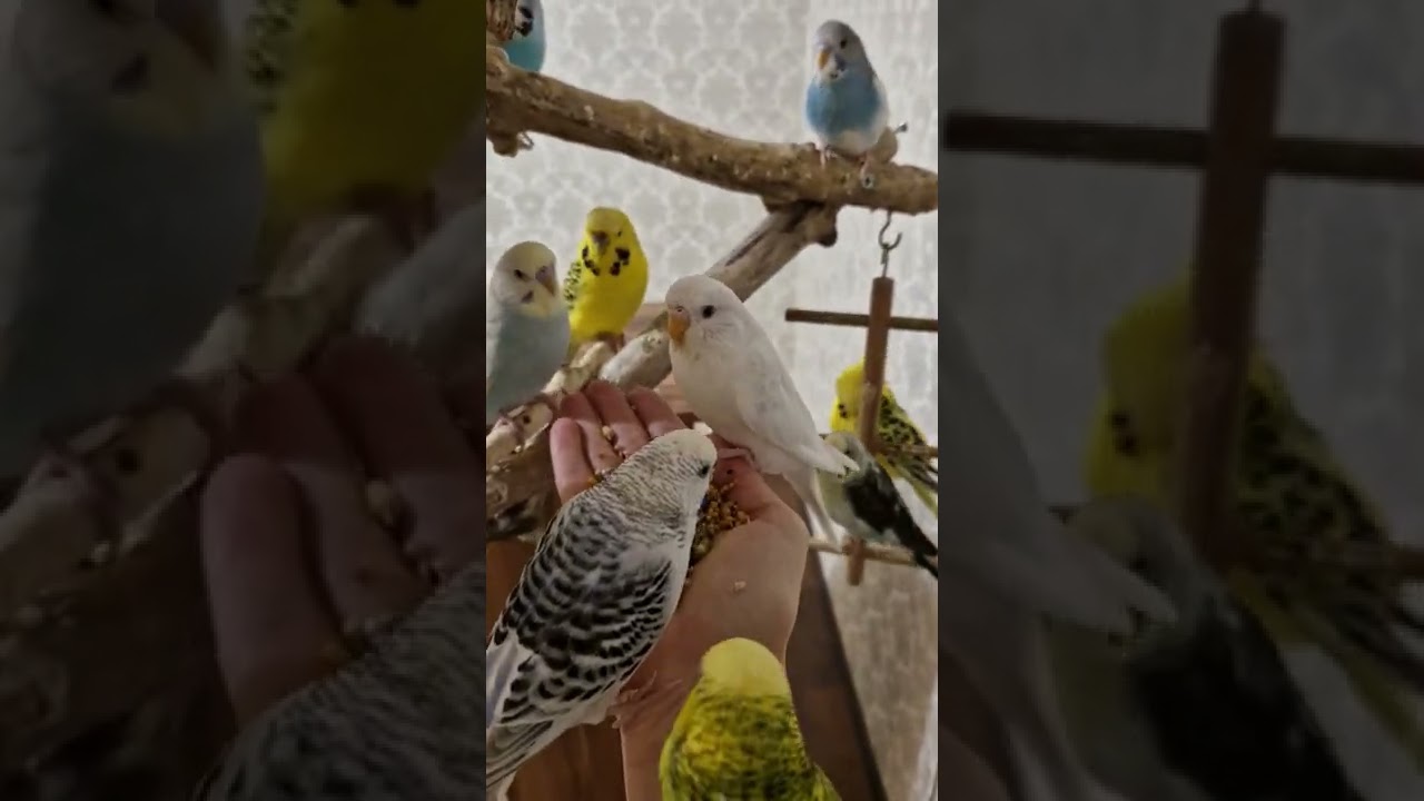 Die frechen Wellis in der Vogelschule
