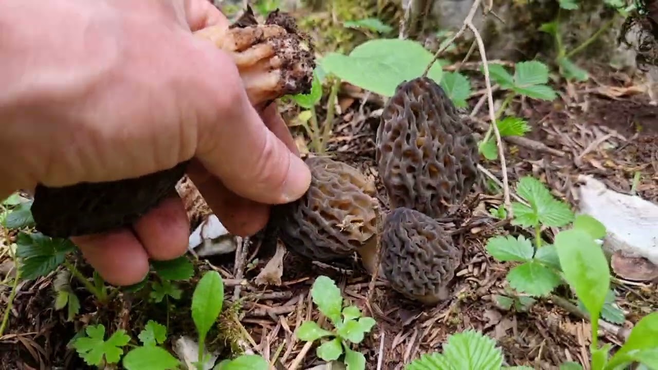 More Spring Morels - morchella - April 2023. Μορχελες