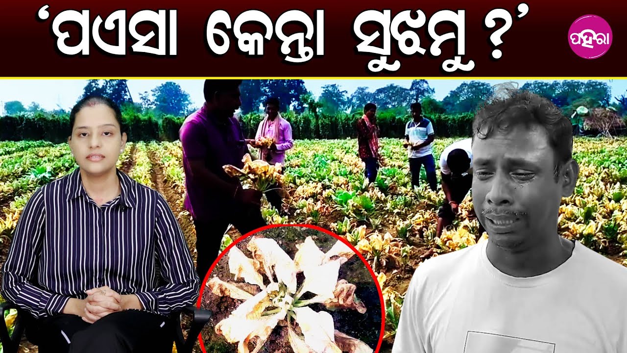 Tragedy in Bargarh: Farmer’s Hard Work Ruined Overnight:  ‘ପଏସା କେନ୍ତା ସୁଝମୁ?’