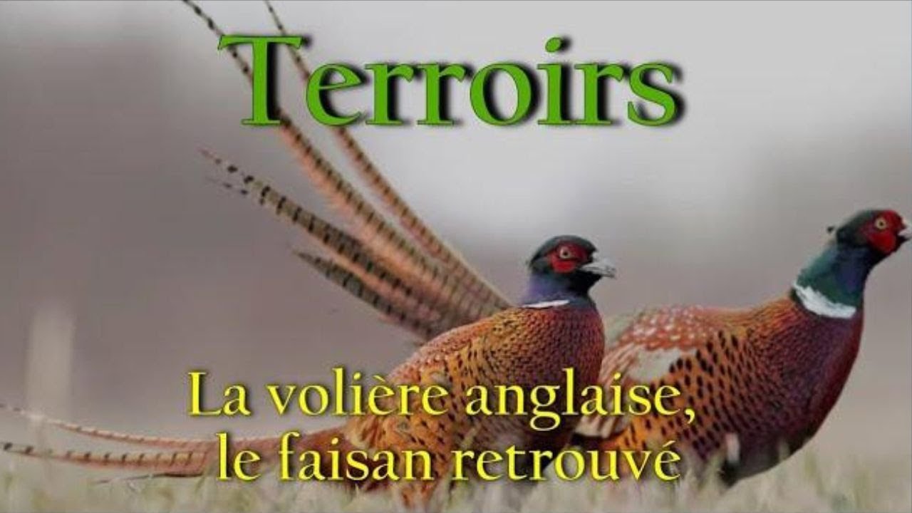 Terroirs : La volière anglaise, le faisan retrouvé
