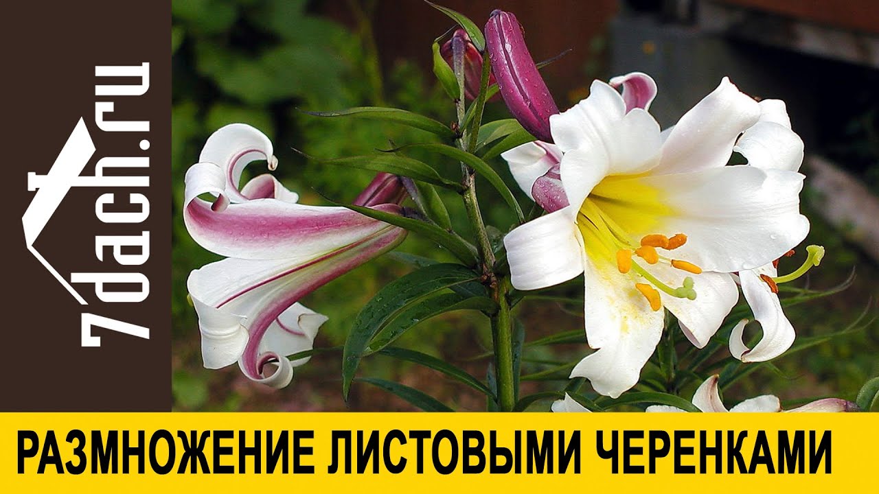 💮 Как размножить лилию летом? Листовыми черенками! - 7 дач