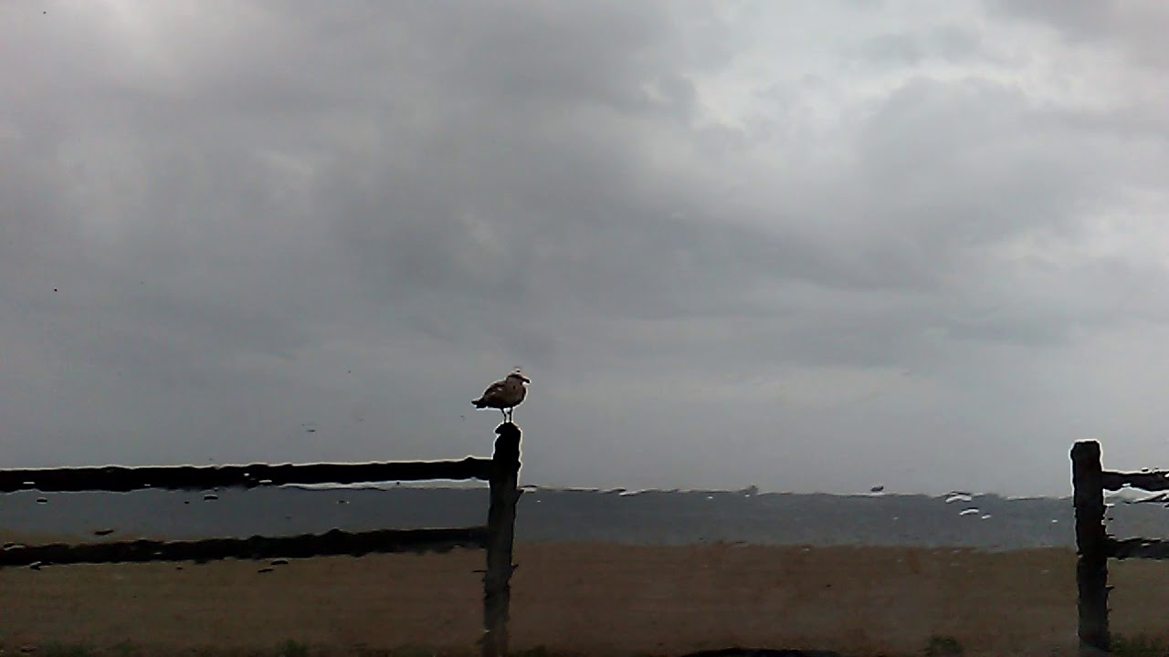 Seagull perched in the rain