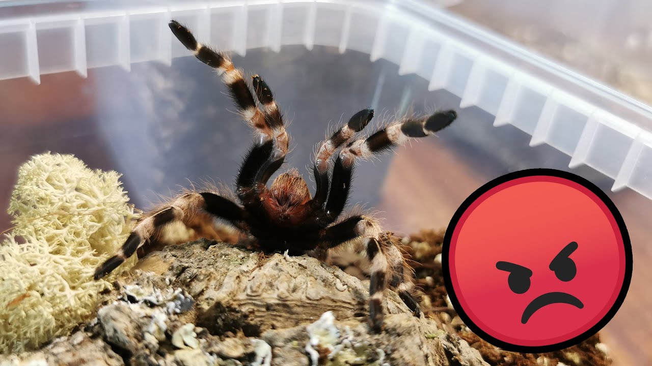UPDATE ptasznika ze złamaną nogą - WKURZONY Nhandu chromatus!