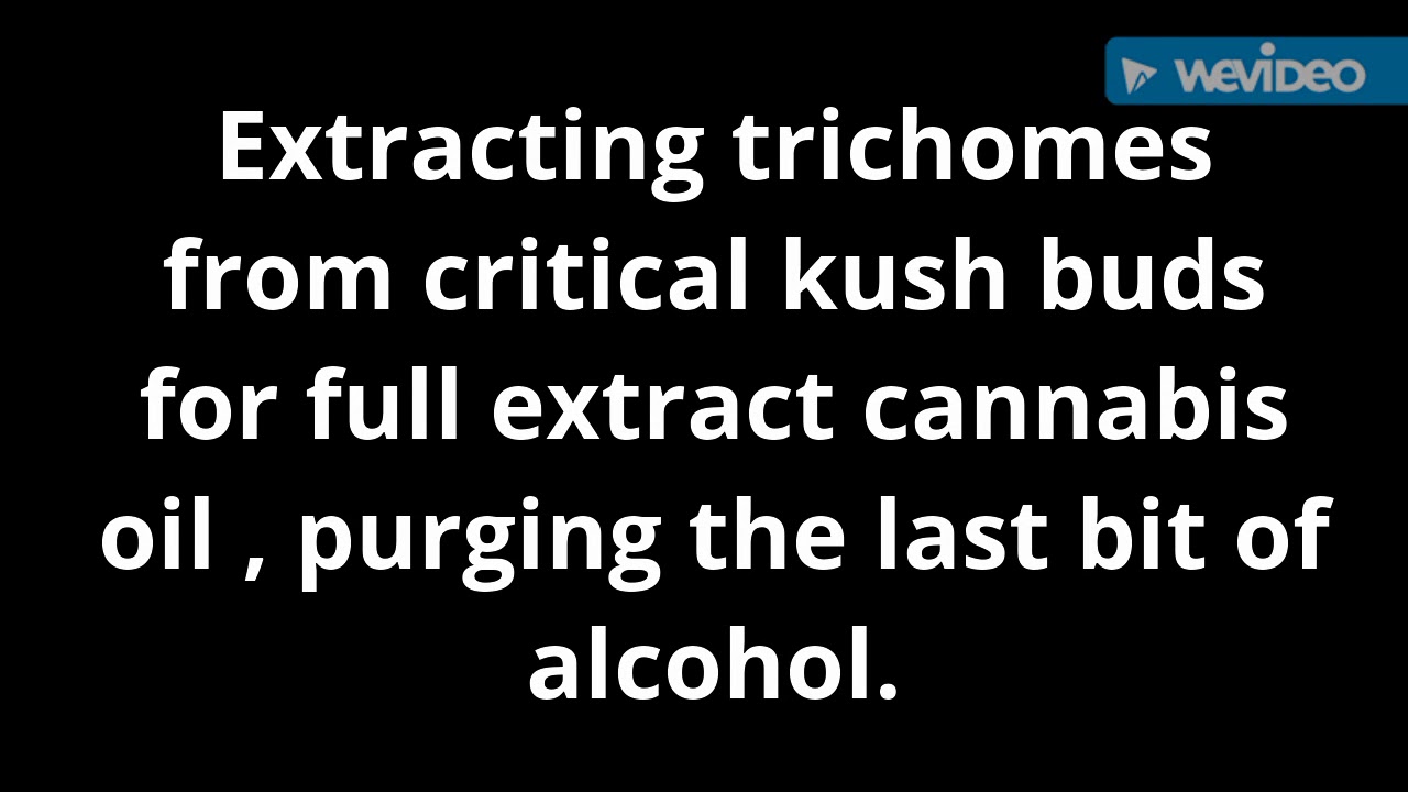 Extracting trichomes from critical kush buds for full extract cannabis oil, purging the last bit of