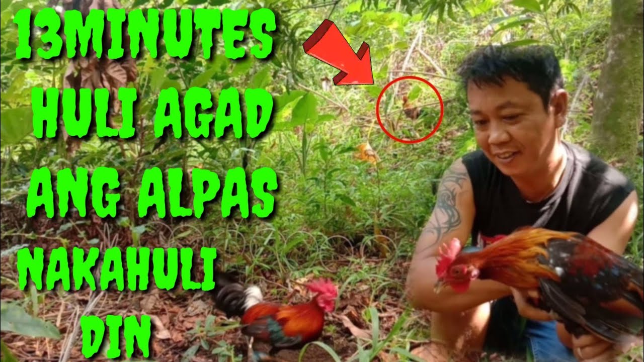 RED JUNGLE FOWL FIRST CATCH 2022 UNANG HULING LABUYO || HUNTER VLOGS