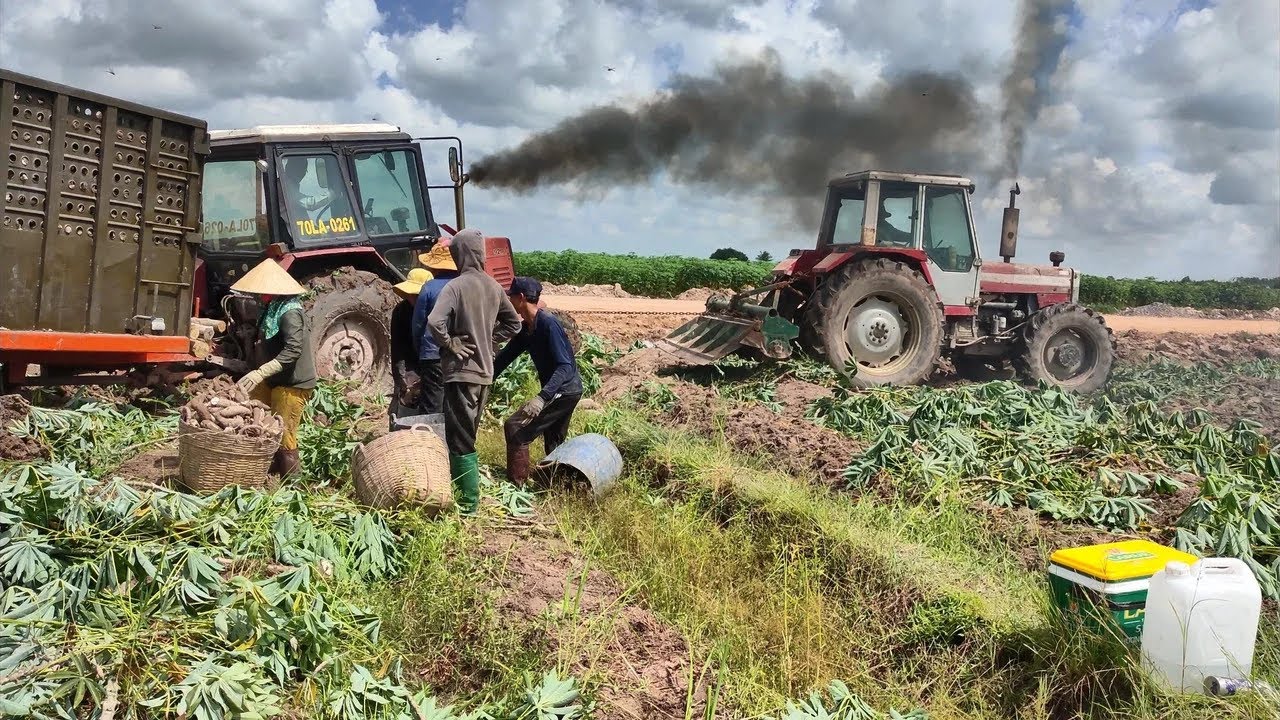 Máy cày MF 699 giải cứu hai chiếc máy cày Belarus 920 bị cắt lún sâu trong đường dầm...