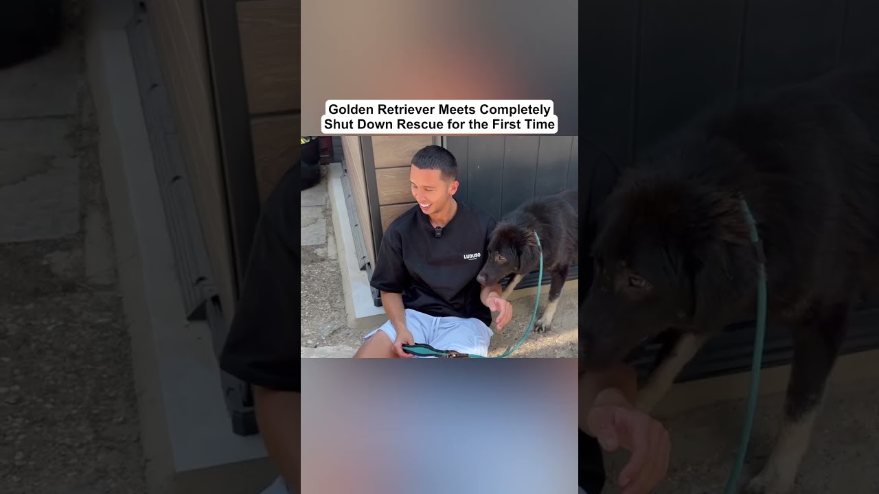 Part 4 - Golden Retriever Meets Completely Shut Down Rescue for the First Time
