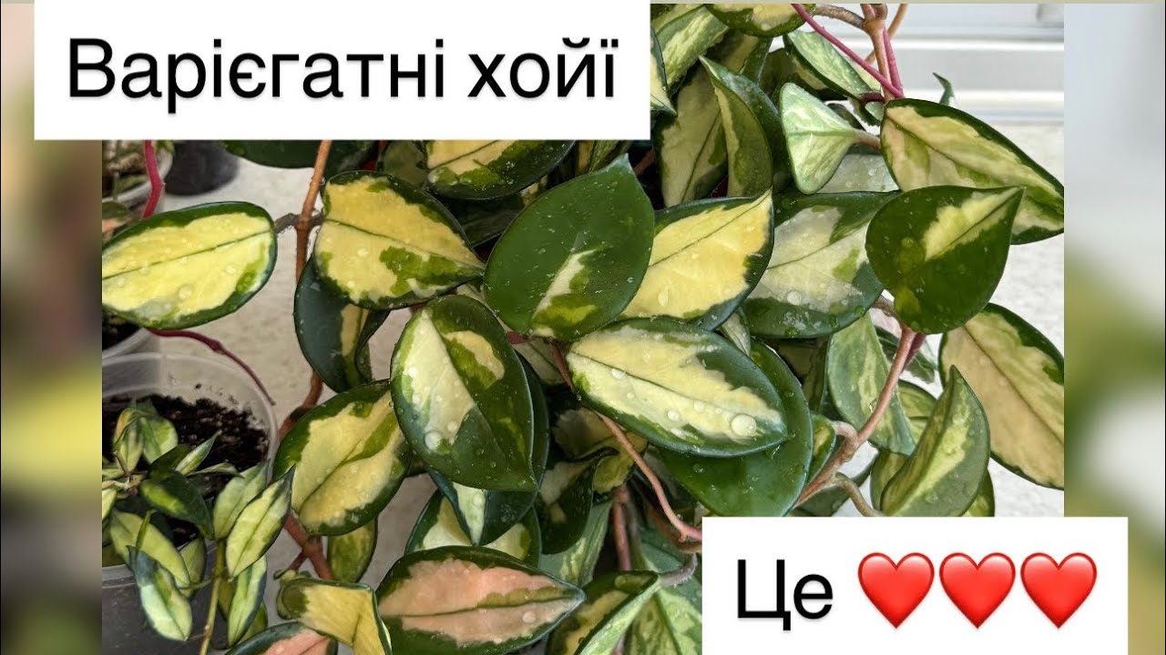 Варіагатні хойї 🌿 Нові варієгатні мініатюрні  хойї у моїй колекції❤️
