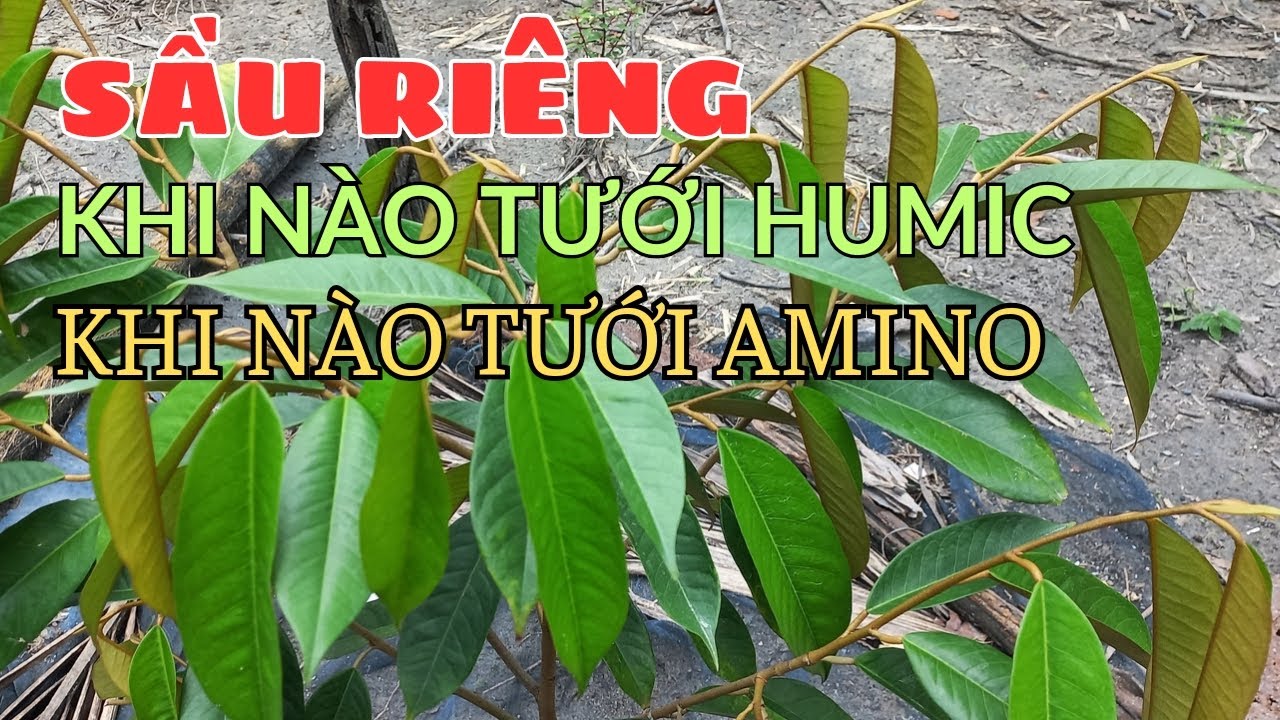SẦU RIÊNG CON Khi nào tưới Humic, Tưới Amino là tốt nhất để phát triển || CÂY TRỒNG VÀ CUỘC SỐNG