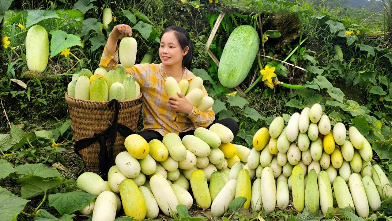Harvest melons and squash to sell for extra income l L&yacute; Thị Sai