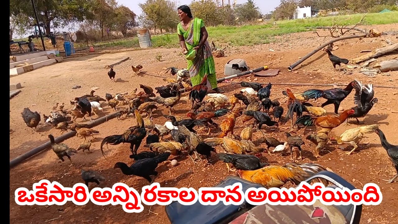  కోళ్లకు ఒకేసారి అన్ని రకాల దాణా అయిపోతుంది 