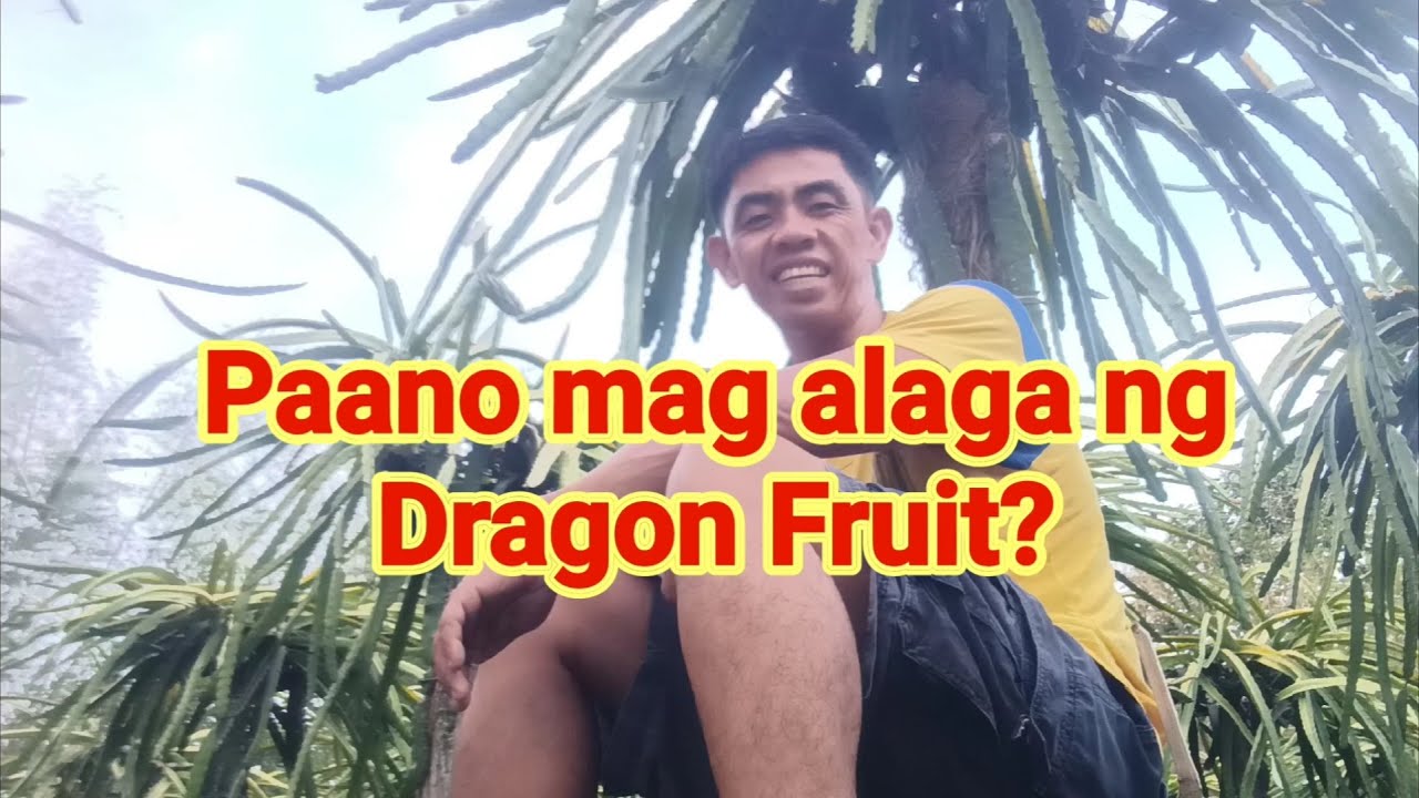 Paano mag alaga ng Dragon Fruit?