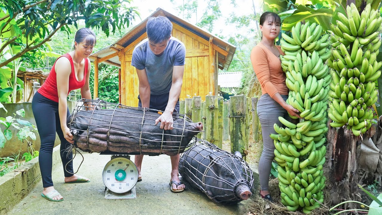 Selling Pigs Weigh 90Kg Each After 8 Months of Raising - Harvest Large Bunches of Bananas To Sell