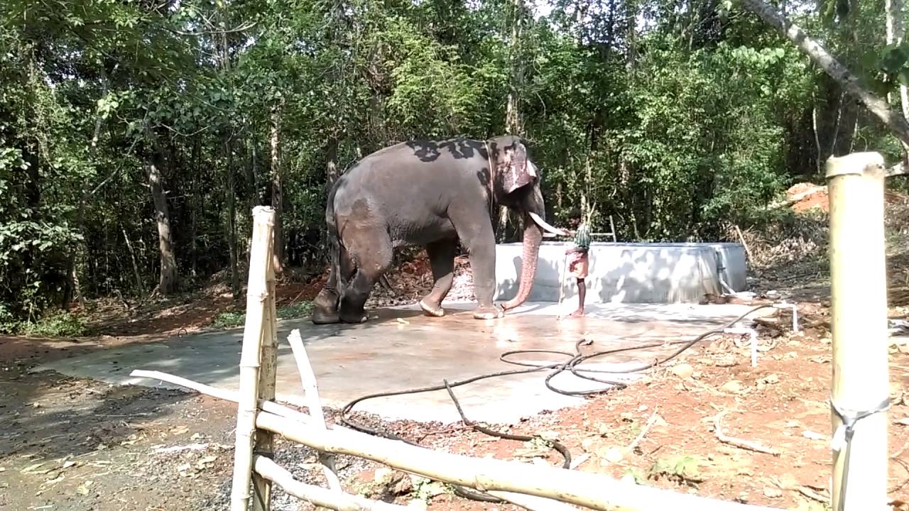 Kodanad#Ernakulam#Forest Department#Elephant#Kochi#Kerala# Elephant attack#Kerala Tourism#