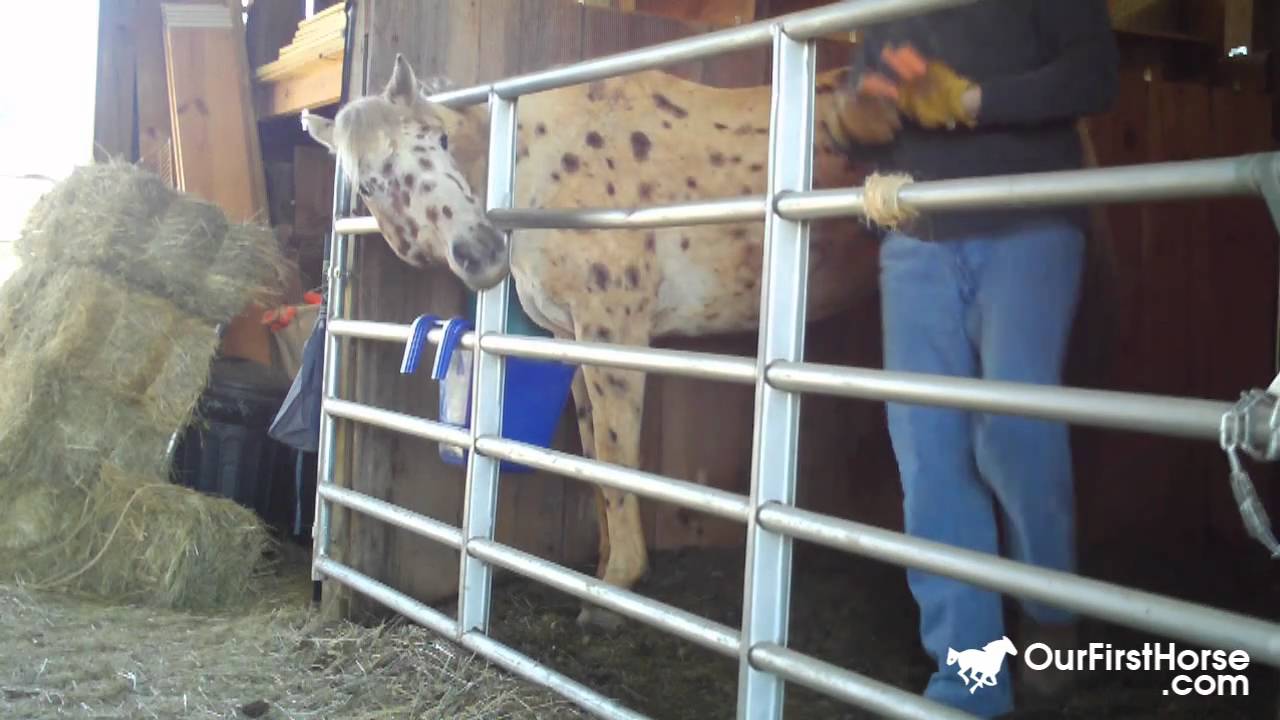 Romeo gets his head stuck in a gate