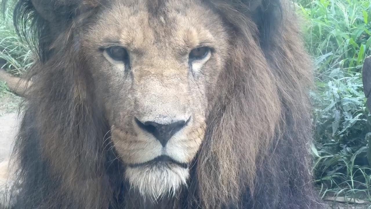 番外編 臼三くんつむぎちゃんお昼寝💤【番外編】【茶臼山動物園】ライオン