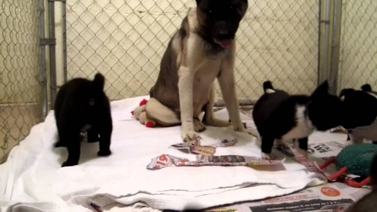 Big East Akita Rescue - Akita Mom and Babies first day 1/7/12
