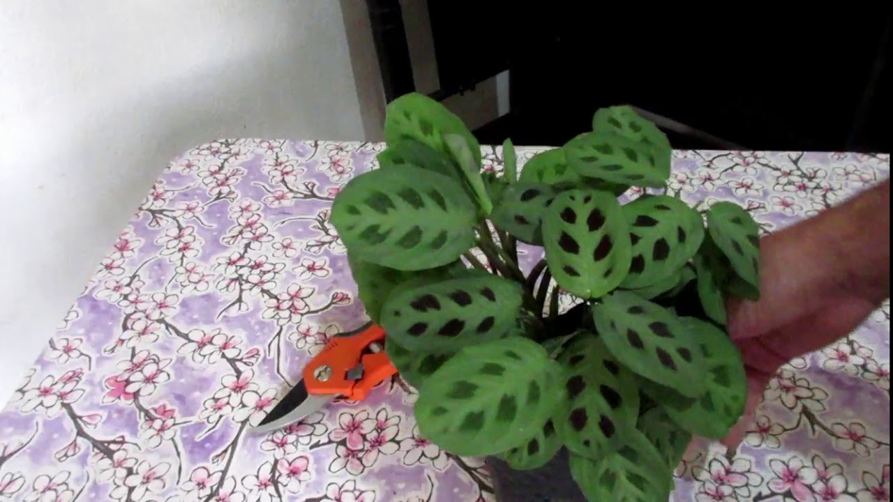 Cuidados de la MARANTA | Planta Sapito | Aprendiendo a Cuidar